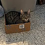 animal, cardboard_box, cat, clutter, container, domestic, ears, eyes, feline, floor, fur, indoor, looking, pet, plastic_bin, resting, sitting, tabby_cat, tile_floor, whiskers