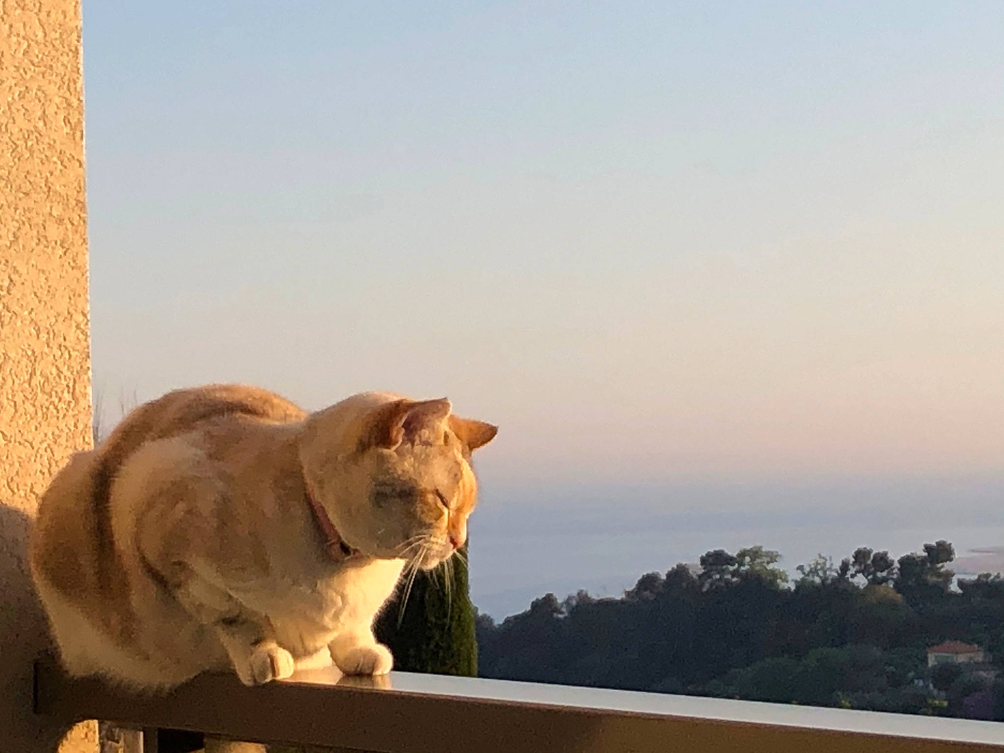 Neige a rejoint le concours — aidez-le/la à gagner de superbes lots ! carnivore, cat, fawn, felidae, mammal, sky, small_to_medium_sized_cats, snout, whiskers, wildlife