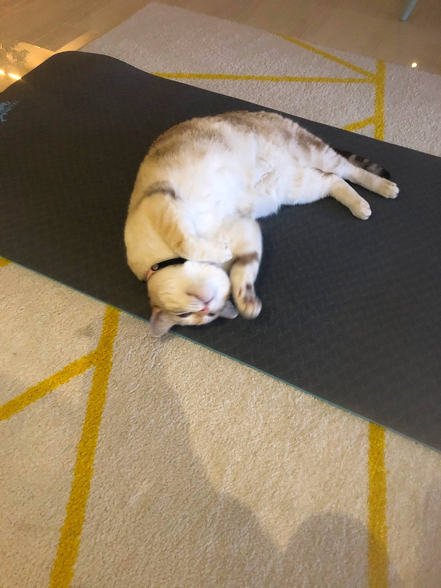 Neige participe au concours pour gagner de l'argent avec cette photo : canidae, carnivore, cat, claw, dog_breed, european_shorthair, fawn, felidae, floor, flooring, fur, paw, small_to_medium_sized_cats, sporting_group, tail, whiskers