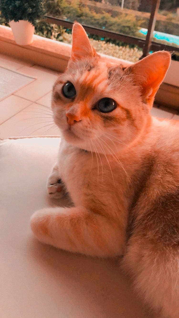 Neige participe au concours pour gagner de l'argent avec cette photo : aegean_cat, arabian_mau, asian, burmilla, carnivore, cat, colorpoint_shorthair, domestic_short_haired_cat, eye, fawn, felidae, german_rex, kitten, mammal, ojos_azules, singapura, small_to_medium_sized_cats, snout, vertebrate, whiskers