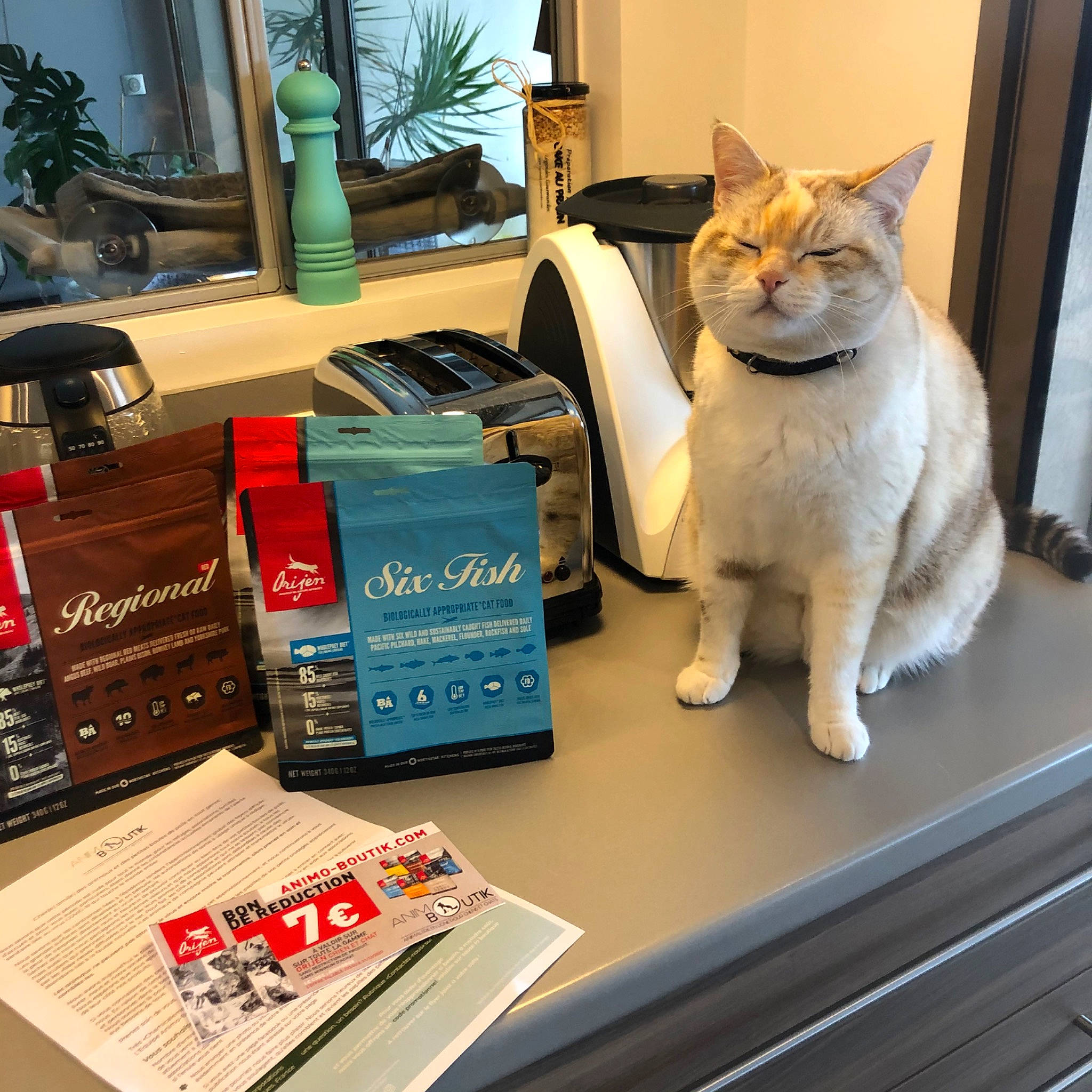 Neige participe au concours pour gagner de l'argent avec cette photo : asian, box, carnivore, cat, domestic_short_haired_cat, european_shorthair, felidae, hardwood, small_to_medium_sized_cats, table, whiskers, wood