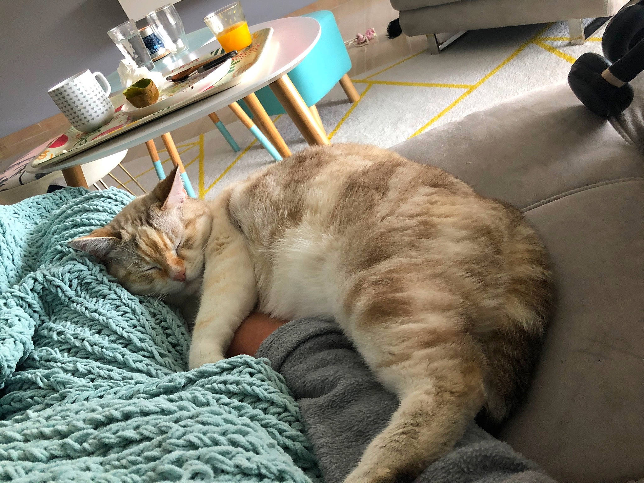 Neige participe au concours pour gagner de l'argent avec cette photo : asian, carnivore, cat, domestic_short_haired_cat, dragon_li, european_shorthair, fawn, felidae, fur, furniture, nap, small_to_medium_sized_cats, tabby_cat, tail, whiskers