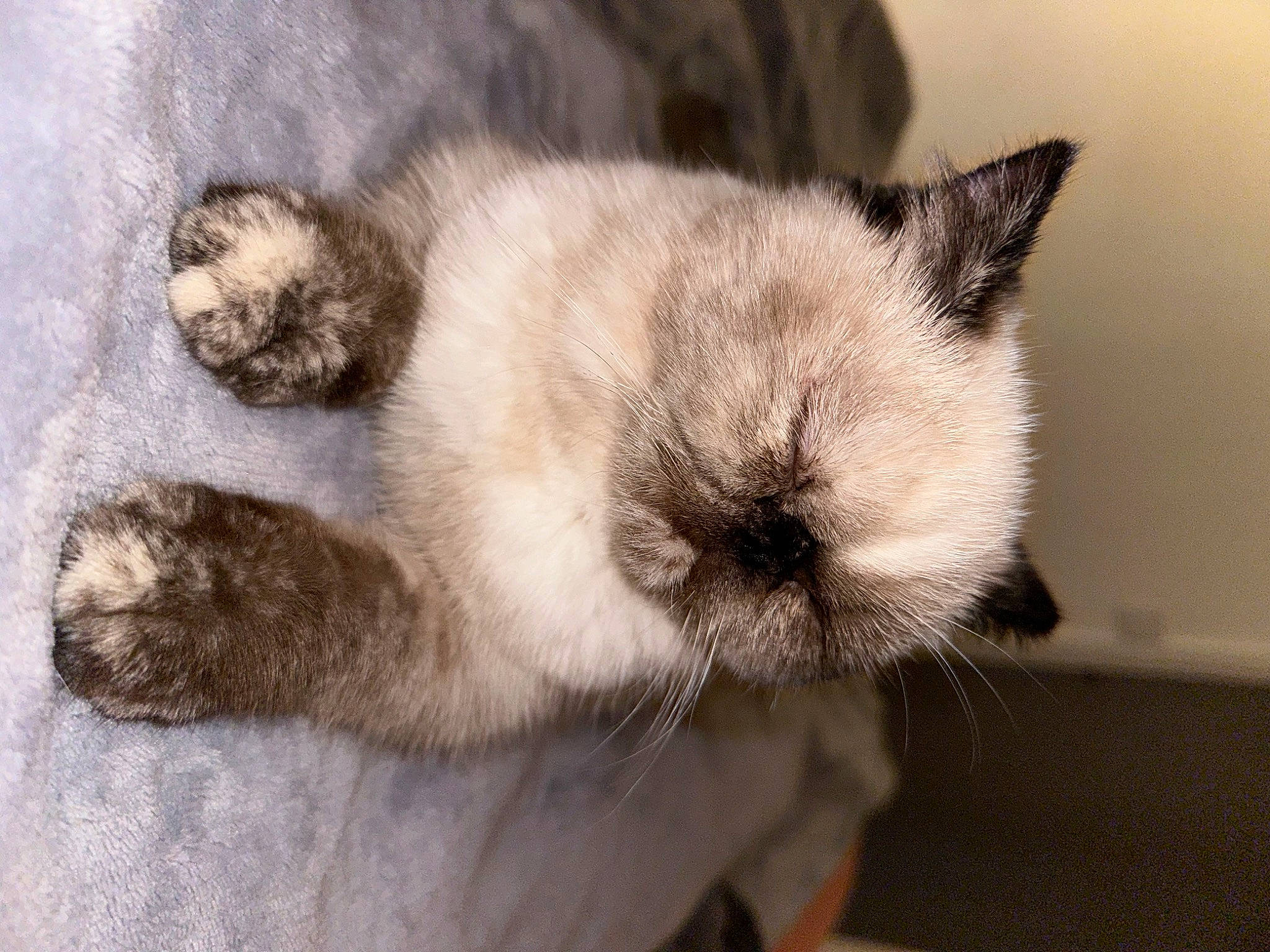 Scarlett participe au concours pour gagner de l'argent avec cette photo : balinese, birman, carnivore, cat, claw, comfort, dog_breed, domestic_short_haired_cat, fawn, felidae, fur, nap, paw, siamese, small_to_medium_sized_cats, snout, tail, terrestrial_animal, thai, whiskers