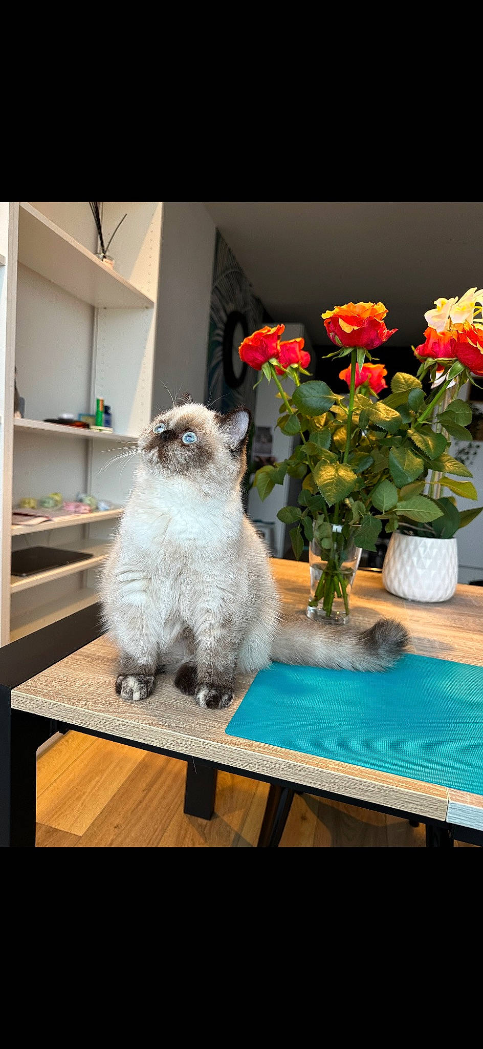 Scarlett a rejoint le concours — aidez-le/la à gagner de superbes lots ! annual_plant, carnivore, cat, fawn, felidae, flower, flower_arranging, flowerpot, fur, houseplant, petal, plant, rectangle, shelf, small_to_medium_sized_cats, table, vase, water, whiskers, window