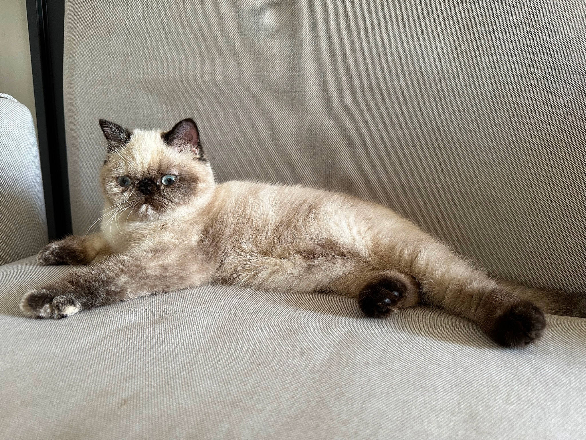 Scarlett participe au concours pour gagner de l'argent avec cette photo : birman, carnivore, cat, claw, comfort, eye, fawn, felidae, foot, fur, paw, pet_supply, siamese, sitting, small_to_medium_sized_cats, snout, tail, terrestrial_animal, whiskers