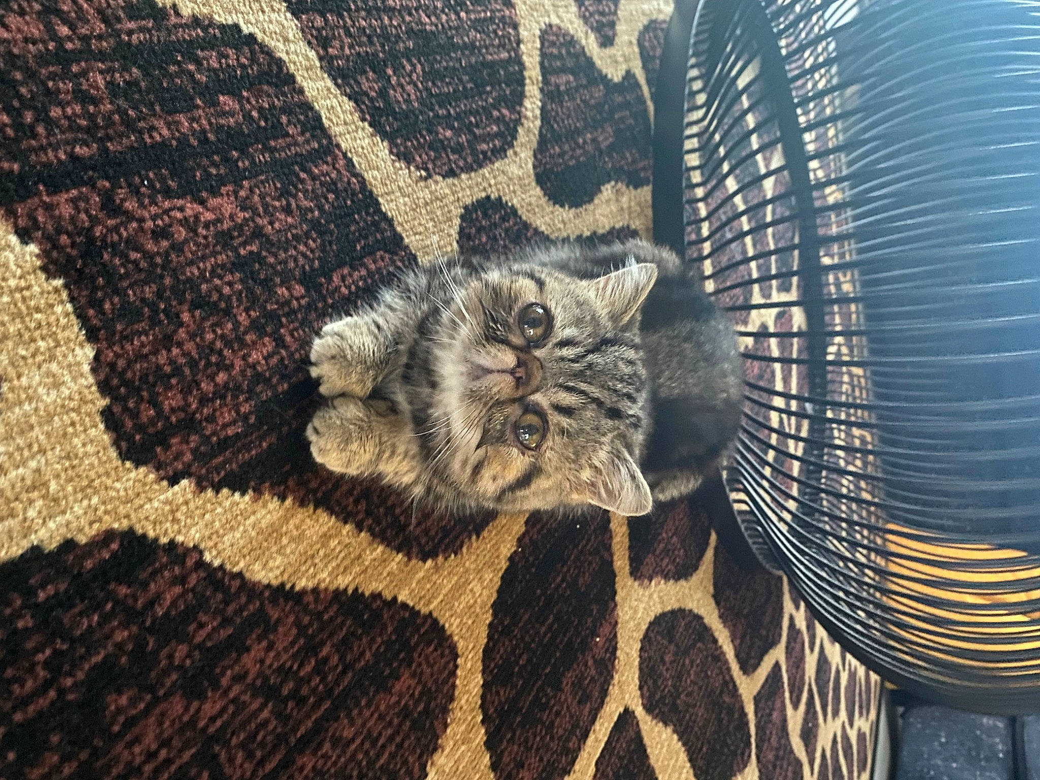 Oscar a rejoint le concours — aidez-le/la à gagner de superbes lots ! automotive_tire, carpet, cat, circle, felidae, flooring, fur, grass, grey, linens, pattern, road_surface, small_to_medium_sized_cats, soil, tail, terrestrial_animal, textile, whiskers, wood, woolen