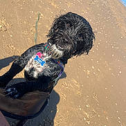 Teddy joined the competition — help win amazing prizes! animal, beach, black_dog, canine, close_up, collar, curious, daytime, dog, leash, name_tag, outdoor, paw, pet, playful, sand, scruffy, summer, sunlight, wet_dog