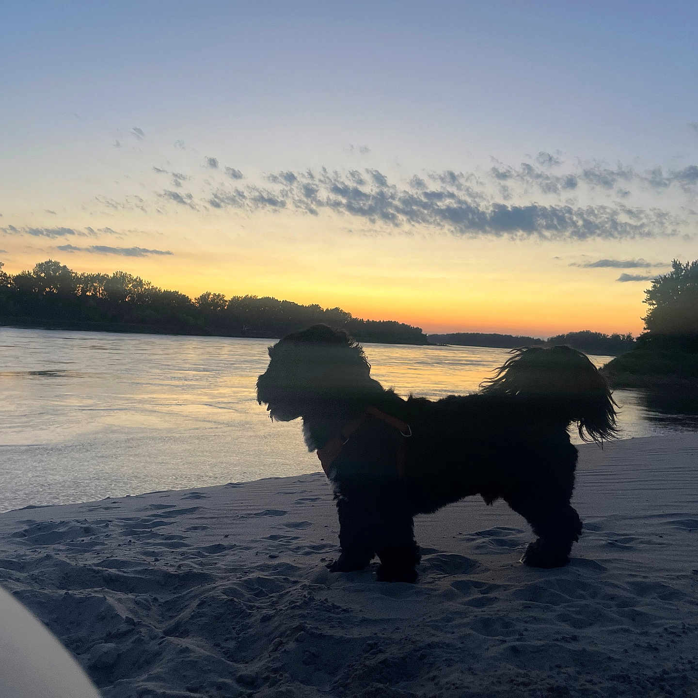 Teddy is registered to the contest to win money with this photo: animal, beach, canine, coast, dog, lake, landscape, nature, outdoors, person, pet, photography, puppy, scenery, sea, shoreline, silhouette, sky, sunset, water