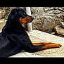 rottweiler, dog, animal, pet, lying_down, outdoor, stone, wall, steps, black, brown, fur, canine, side_view, resting, muzzle, ears, paw, calm, relaxed