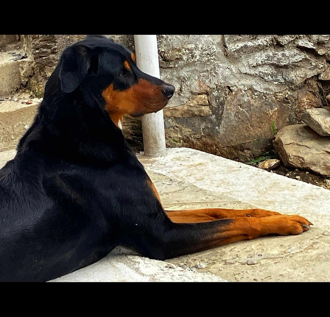 Oze participe au concours pour gagner de l'argent avec cette photo : rottweiler, dog, animal, pet, lying_down, outdoor, stone, wall, steps, black, brown, fur, canine, side_view, resting, muzzle, ears, paw, calm, relaxed