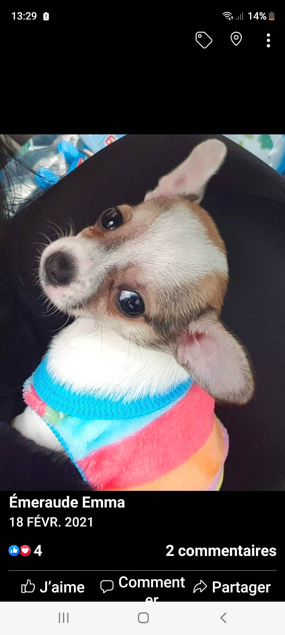 Juliette a rejoint le concours — aidez-le/la à gagner de superbes lots ! carnivore, collar, companion_dog, dog, dog_breed, dog_clothes, dog_collar, dog_supply, ear, fawn, felidae, fur, plush, selfie, snout, stuffed_toy, toy, toy_dog, whiskers, working_animal