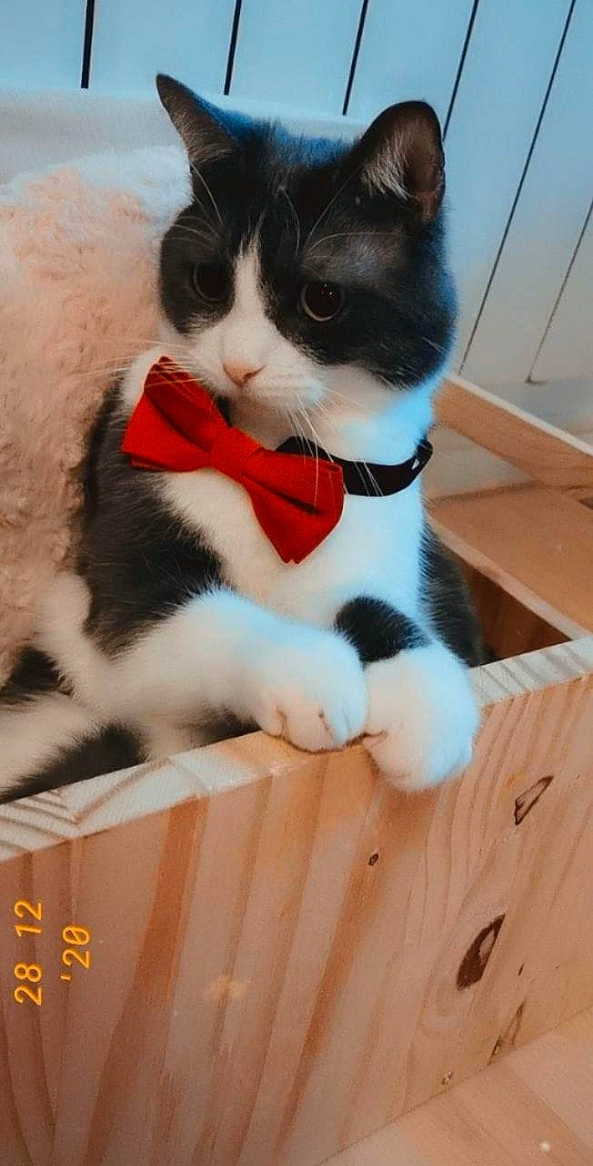 Smockey a rejoint le concours — aidez-le/la à gagner de superbes lots ! carnivore, cat, cat_supply, comfort, domestic_short_haired_cat, felidae, flooring, fur, hardwood, lap, leg, line, paw, pet_supply, small_to_medium_sized_cats, snout, tail, whiskers, wood, wood_stain