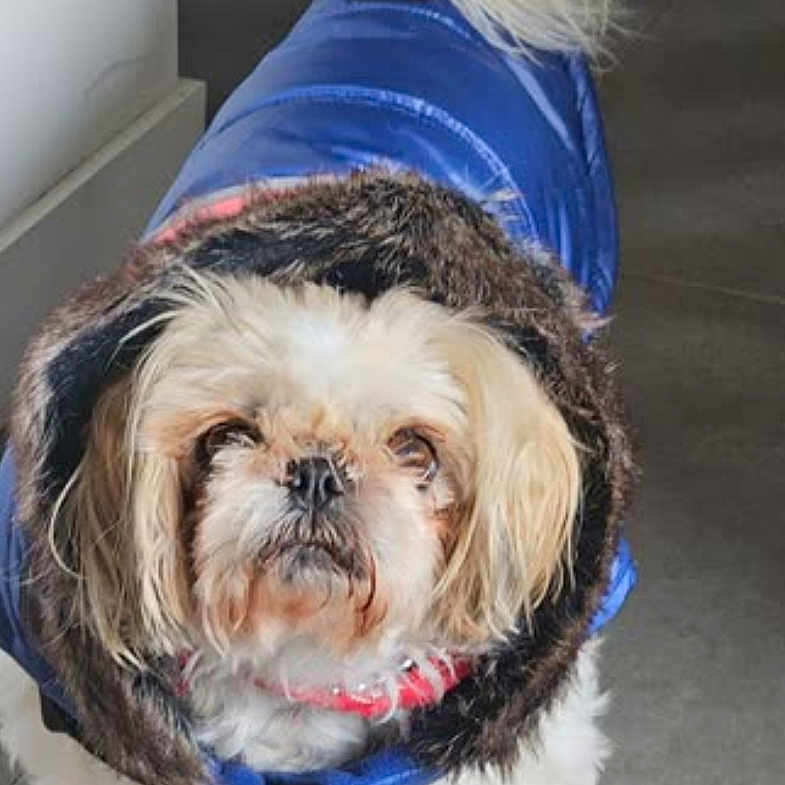 Jessy a rejoint le concours — aidez-le/la à gagner de superbes lots ! affenpinscher, animal, bulldog, canine, clothing, coat, cockerspaniel, dog, electronics, hat, hood, hoodie, knitwear, pet, photography, poodle, pug, sweater, sweatshirt, terrier