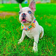 Sky joined the competition — help win amazing prizes! puppy, dog, grass, outdoor, blue_eyes, beaded_collar, pet, cute, young_dog, alert, animal, nature, summer, colorful, playful, sitting, closeup, adorable, green, small_dog