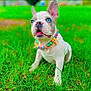 puppy, dog, grass, outdoor, blue_eyes, beaded_collar, pet, cute, young_dog, alert, animal, nature, summer, colorful, playful, sitting, closeup, adorable, green, small_dog