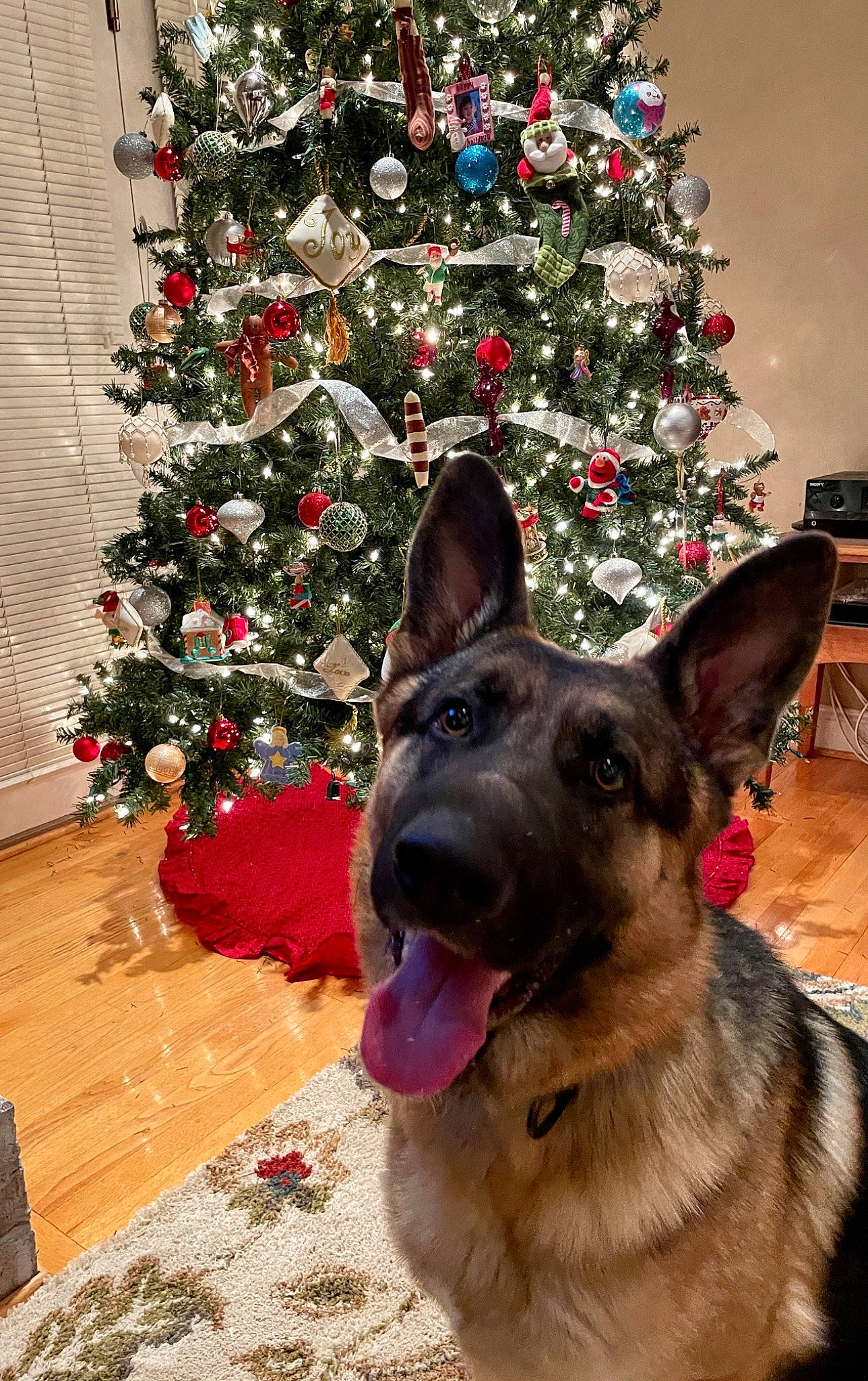 Ralphy is registered to the contest to win money with this photo: carnivore, christmas, christmas_decoration, christmas_eve, christmas_ornament, christmas_tree, dog, dog_breed, fawn, german_shepherd_dog, holiday, holiday_ornament, interior_design, king_shepherd, old_german_shepherd_dog, ornament, red, snout, woody_plant
