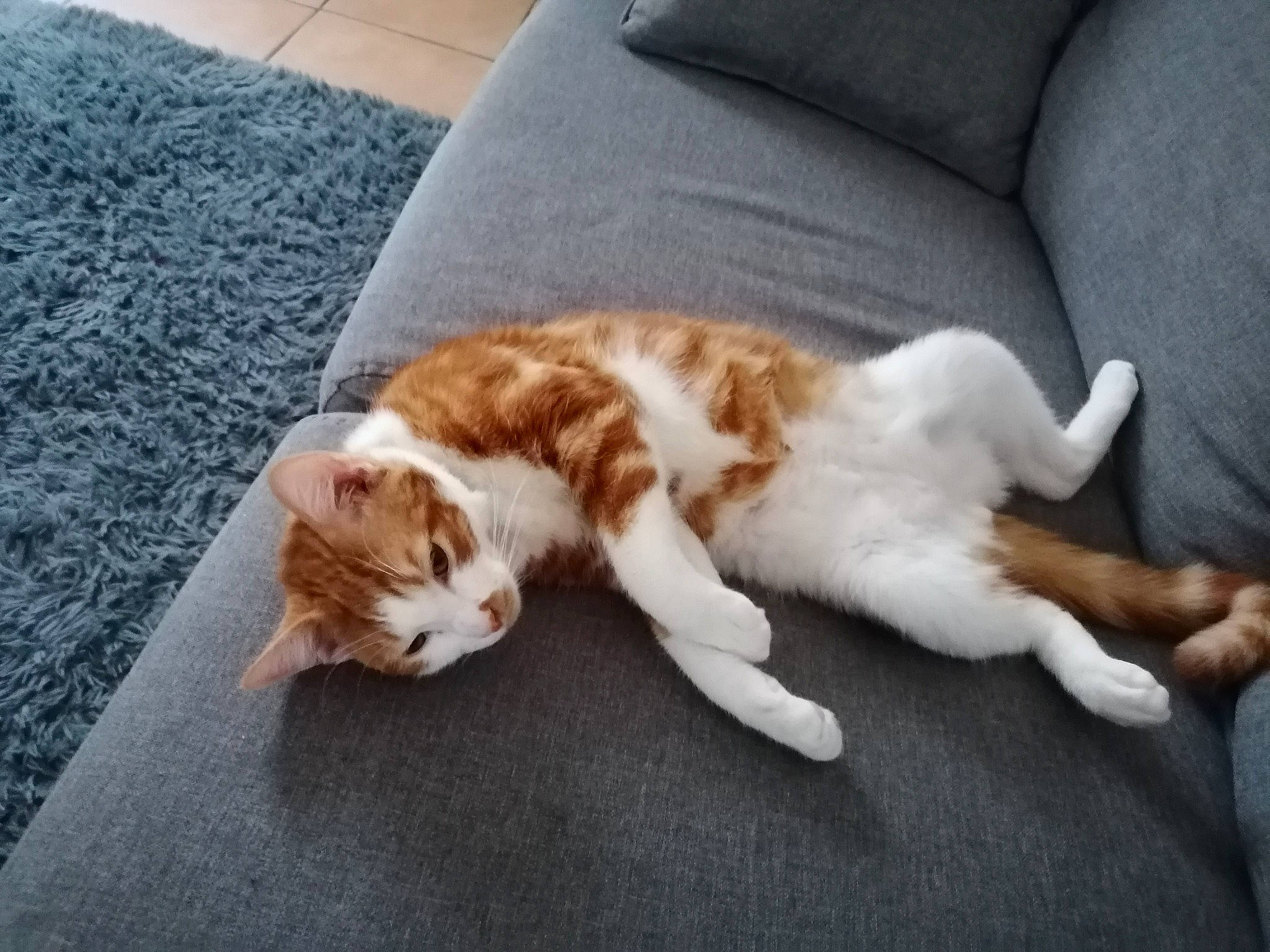 Rouky participe au concours pour gagner de l'argent avec cette photo : aegean_cat, carnivore, cat, companion_dog, european_shorthair, fawn, felidae, floor, fur, kitten, nap, paw, small_to_medium_sized_cats, sporting_group, tail, whiskers