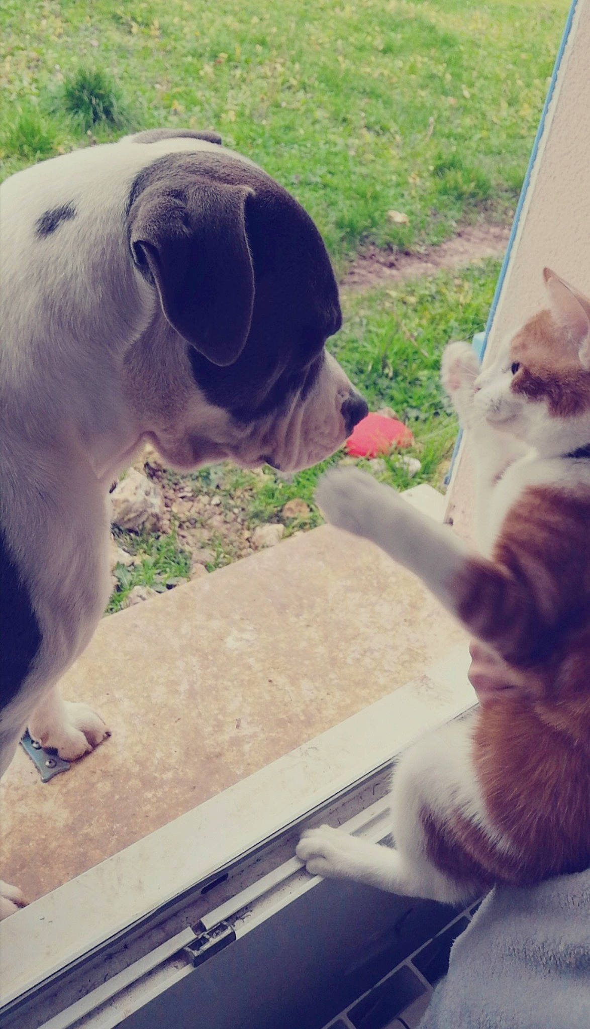 Rouky a rejoint le concours — aidez-le/la à gagner de superbes lots ! american_pit_bull_terrier, canidae, carnivore, cat, dog, dog_breed, ear, fawn, felidae, grass, non_sporting_group, pit_bull, puppy, small_to_medium_sized_cats, snout, sporting_group, tail, whiskers