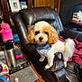 Miles joined the competition — help win amazing prizes! bandana, blanket, book_stack, brown_and_white, carpet, cute, dog, fluffy, furniture, indoor, leather_chair, living_room, magazine, pet, remote_control, small_dog, table, toy, water_bottle, wood_paneling