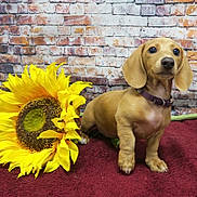 Daisymae is registered to the contest to win money with this photo: dachshund, puppy, dog, flower, sunflower, collar, brick_wall, red_surface, pet, animal, cute, small_dog, indoor, fur, ears, snout, portrait, young, plant, nature