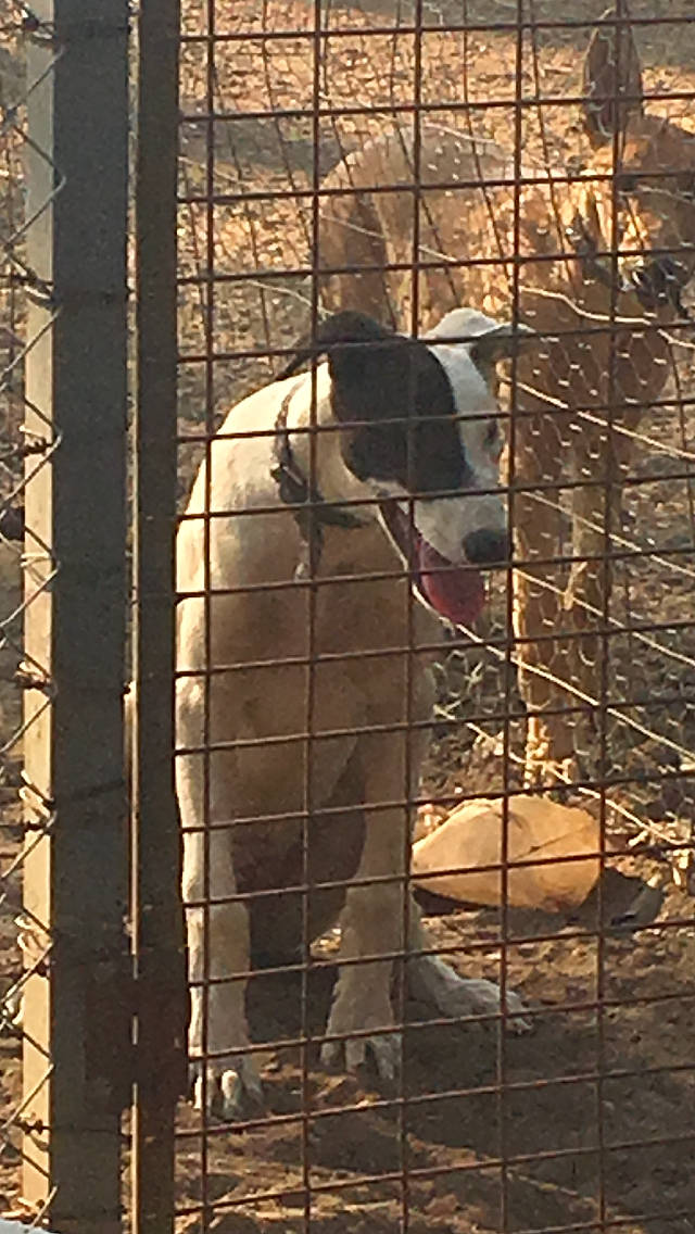 Toni is registered to the contest to win money with this photo: animal_shelter, cage, canidae, carnivore, chain_link_fencing, kennel, zoo