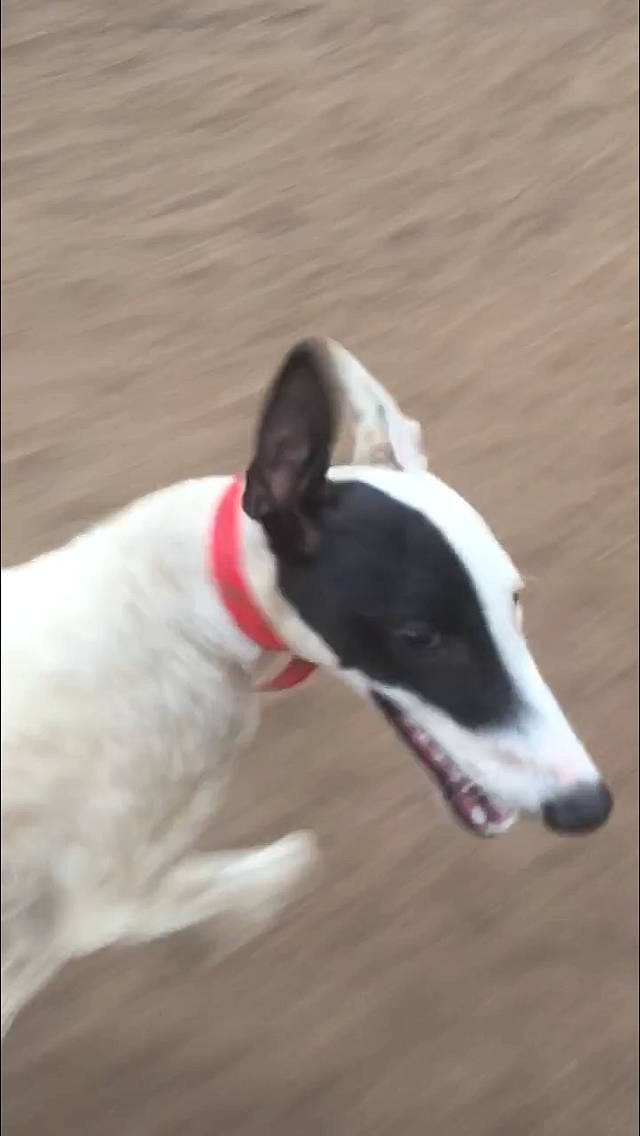 Toni joined the competition — help win amazing prizes! canidae, carnivore, dog, dog_breed, greyhound, italian_greyhound, mammal, snout, vertebrate, whippet