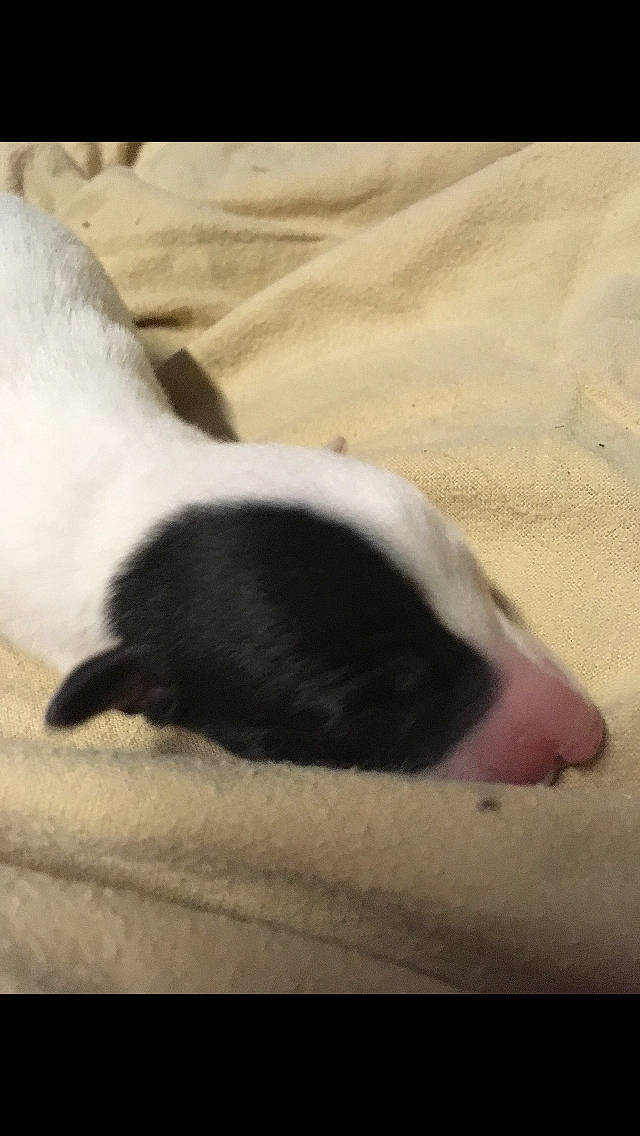 Toni is registered to the contest to win money with this photo: canidae, carnivore, dog, dog_breed, jack_russell_terrier, mammal, nose, puppy, snout, sporting_group, tail, vertebrate