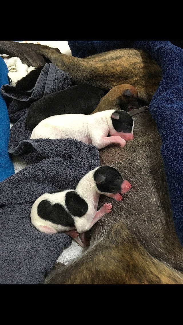 Toni is registered to the contest to win money with this photo: boston_terrier, canidae, carnivore, dog, dog_breed, fawn, non_sporting_group, snout, sporting_group