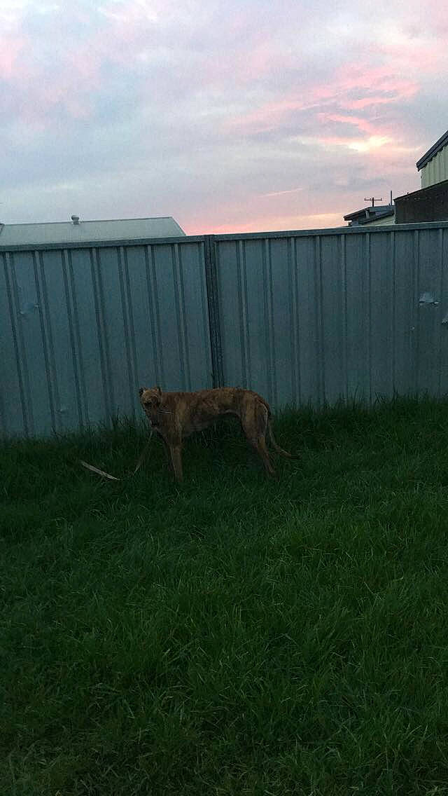 Teddy joined the competition — help win amazing prizes! backyard, canidae, carnivore, dog, dog_breed, fawn, fence, grass, land_lot, lawn, pasture, plant, sporting_group, yard