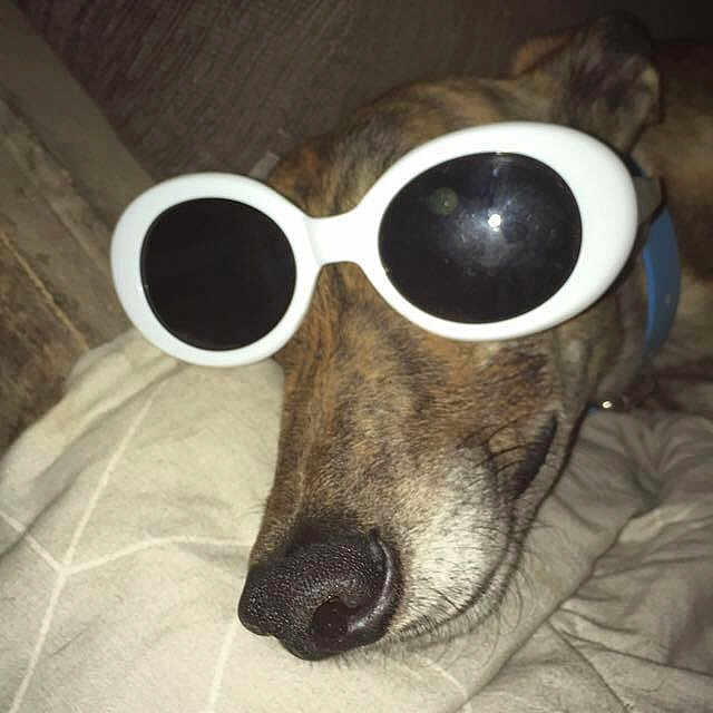 Teddy joined the competition — help win amazing prizes! canidae, carnivore, companion_dog, cool, dog, dog_breed, eyewear, glasses, goggles, lurcher, nose, personal_protective_equipment, smooth_fox_terrier, snout, sunglasses, vision_care, whiskers