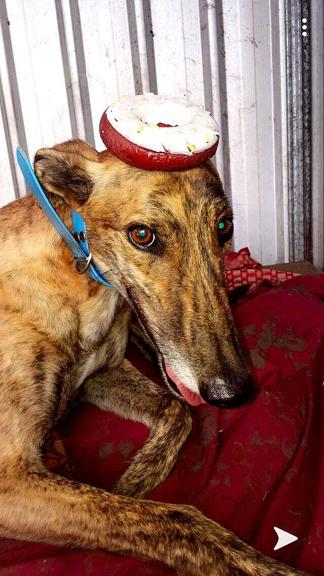 Teddy is registered to the contest to win money with this photo: azawakh, canidae, carnivore, chippiparai, dog, dog_breed, fawn, galgo_espanol, greyhound, hortaya_borzaya, lurcher, magyar_agar, mammal, mudhol_hound, polish_greyhound, sighthound, sloughi, snout, vertebrate, whippet