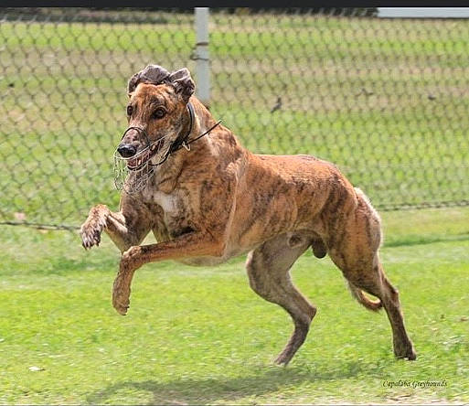 Teddy is registered to the contest to win money with this photo: africanis, animal_sports, canidae, carnivore, dog, dog_breed, galgo_espanol, greyhound, greyhound_racing, hortaya_borzaya, lure_coursing, magyar_agar, mammal, polish_greyhound, rampur_greyhound, rare_breed_dog, sighthound, sloughi, vertebrate, whippet