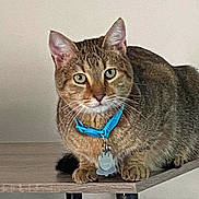 Simba is registered to the contest to win money with this photo: cat, tabby, indoor, feline, pet, collar, green_eyes, wooden_shelf, curious, animal, domestic_cat, cute, whiskers, ears, fur, sitting, looking, close_up, alert, house_pet