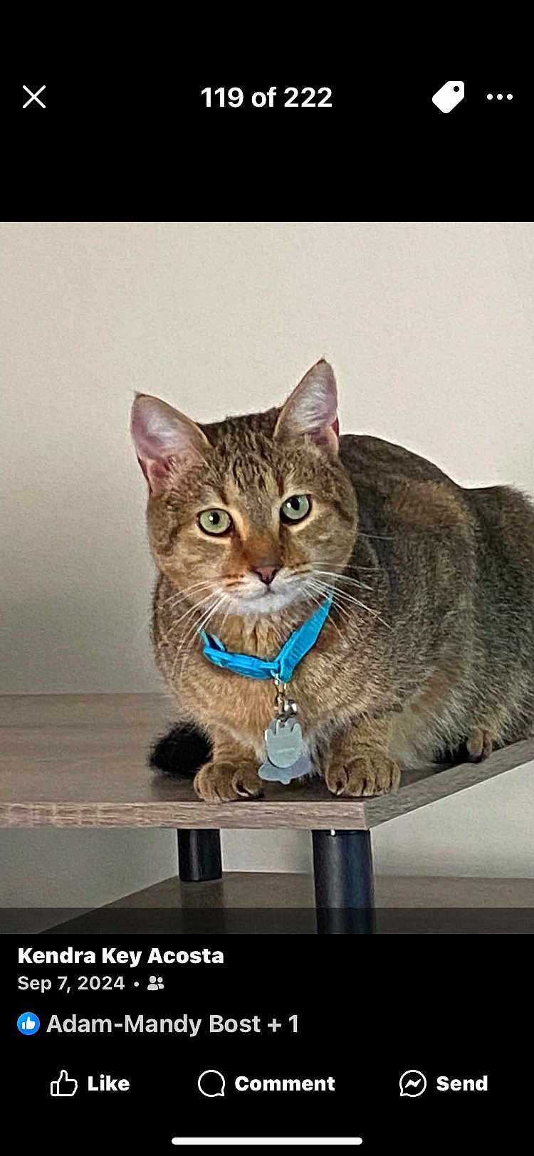 Simba is registered to the contest to win money with this photo: cat, tabby, indoor, feline, pet, collar, green_eyes, wooden_shelf, curious, animal, domestic_cat, cute, whiskers, ears, fur, sitting, looking, close_up, alert, house_pet