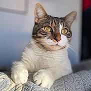 Jolene joined the competition — help win amazing prizes! animal, background_blur, cat, close_up, cute, domestic_cat, feline, fur, indoor, mammal, paws, pet, portrait, quilt, relaxed, resting, soft_light, texture, whiskers, yellow_eyes