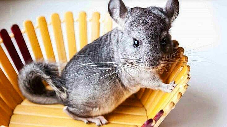 Cacahuète a rejoint le concours — aidez-le/la à gagner de superbes lots ! chinchilla, degu, fawn, gerbil, hamster, mammal, mouse, muridae, muroidea, pest, rat, rodent, snout, whiskers