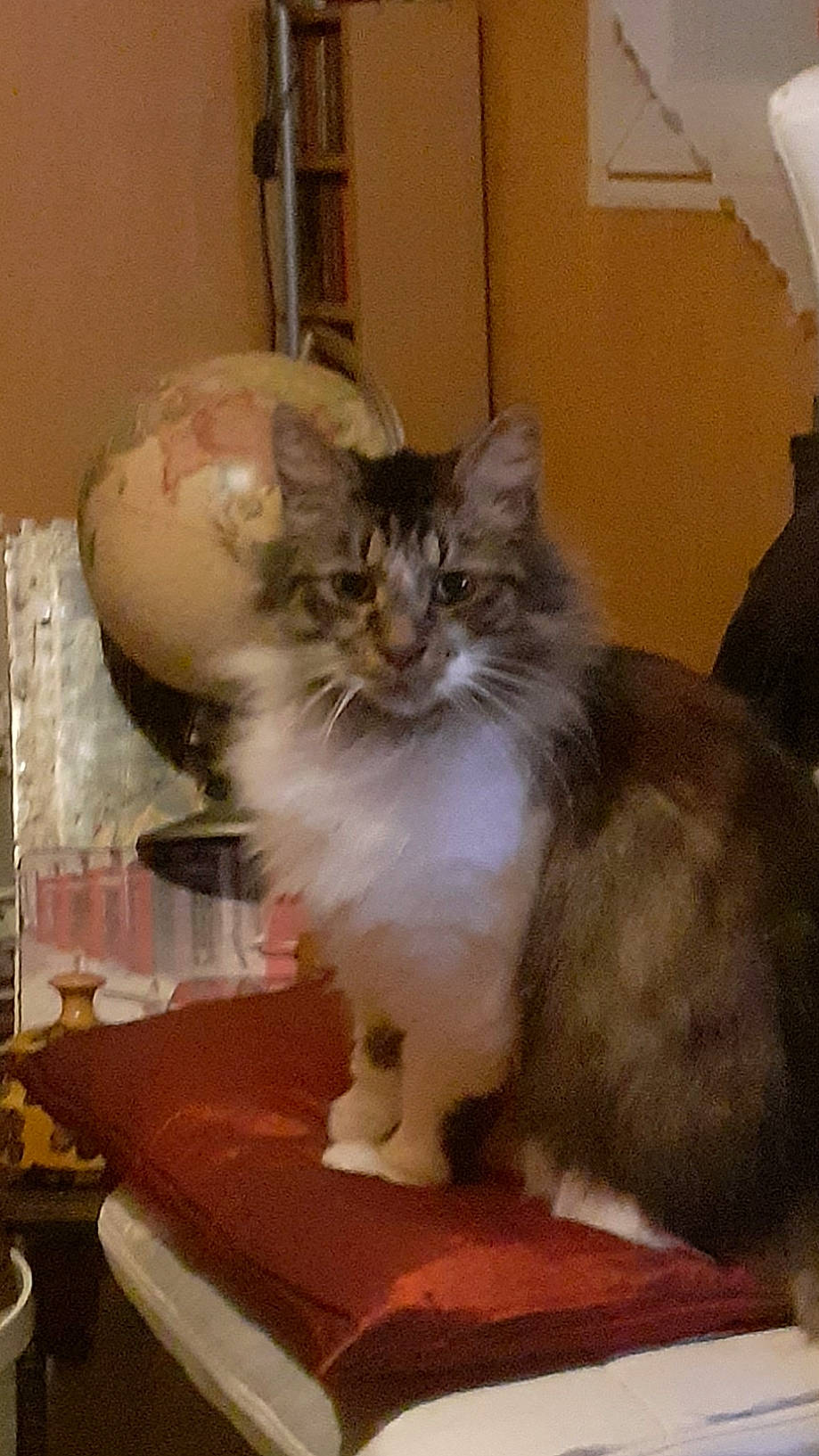 Thémis participe au concours pour gagner de l'argent avec cette photo : american_curl, asian_semi_longhair, british_semi_longhair, carnivore, cat, cymric, domestic_long_haired_cat, fawn, felidae, maine_coon, mammal, napoleon_cat, norwegian_forest_cat, persian, ragamuffin, small_to_medium_sized_cats, whiskers