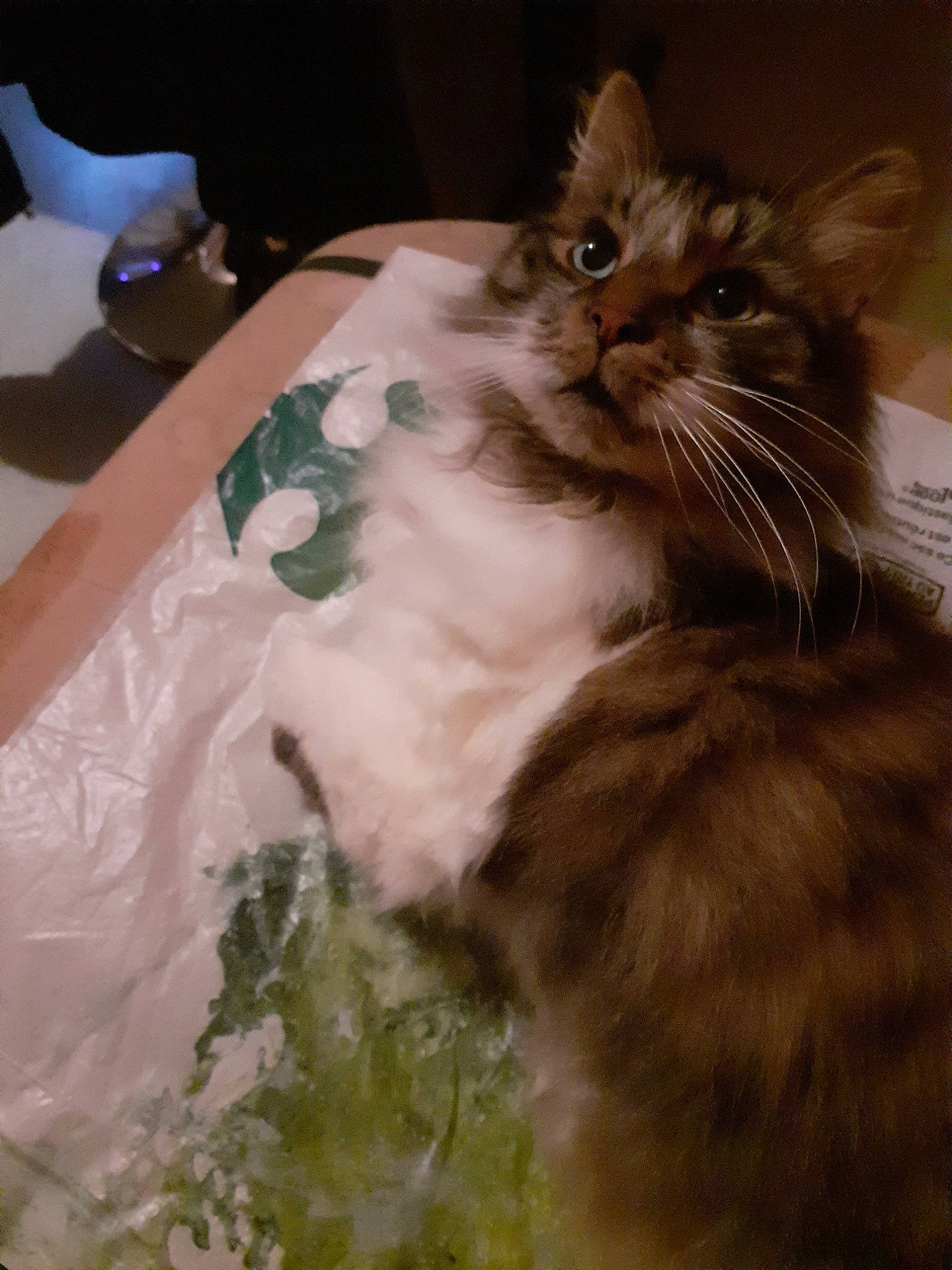 Thémis participe au concours pour gagner de l'argent avec cette photo : american_curl, carnivore, cat, domestic_long_haired_cat, fawn, felidae, fur, kitten, maine_coon, norwegian_forest_cat, ragamuffin, small_to_medium_sized_cats, whiskers