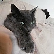 Perle a rejoint le concours — aidez-le/la à gagner de superbes lots ! cat, gray_cat, pet, feline, indoor, resting, stretched_paw, blanket, bed, cozy, fur, whiskers, ears, green_eyes, close_up, sleepy, animal, cute, relaxed, home