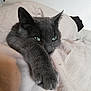 cat, gray_cat, pet, feline, indoor, resting, stretched_paw, blanket, bed, cozy, fur, whiskers, ears, green_eyes, close_up, sleepy, animal, cute, relaxed, home