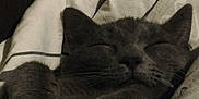 Perle a rejoint le concours — aidez-le/la à gagner de superbes lots ! cat, gray_cat, sleeping, paws, cozy, blanket, resting, pet, feline, cute, indoor, fur, animal, whiskers, relaxation, closeup, soft, comfort, nap, peaceful