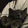 cat, gray_cat, sleeping, paws, cozy, blanket, resting, pet, feline, cute, indoor, fur, animal, whiskers, relaxation, closeup, soft, comfort, nap, peaceful