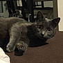 cat, gray_cat, indoor, furniture, table, curious, wide_eyes, pet, animal, whiskers, lying_down, brown_surface, ears, closeup, domestic_cat, cute, feline, shadow, soft_light, home