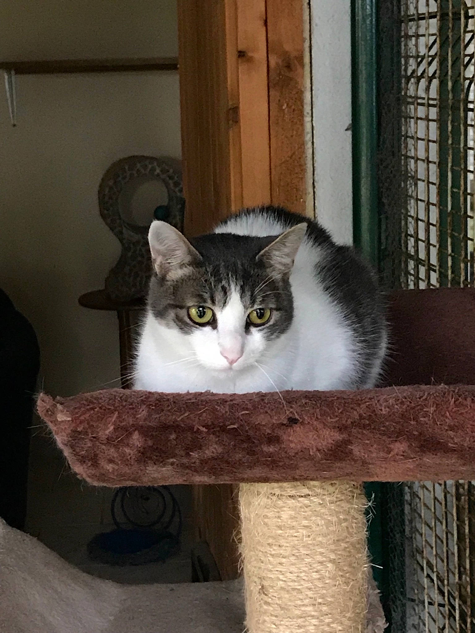 Nazca a rejoint le concours — aidez-le/la à gagner de superbes lots ! aegean_cat, american_wirehair, animal_shelter, carnivore, cat, domestic_short_haired_cat, european_shorthair, felidae, polydactyl_cat, small_to_medium_sized_cats, whiskers