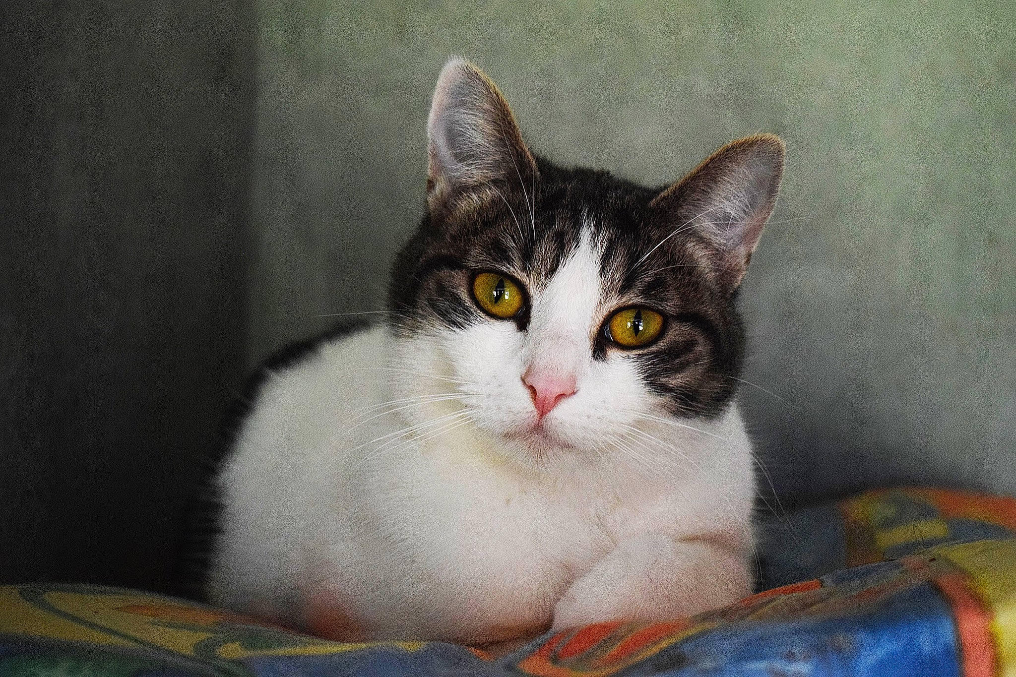 Nazca participe au concours pour gagner de l'argent avec cette photo : aegean_cat, american_wirehair, asian, british_semi_longhair, carnivore, cat, domestic_short_haired_cat, european_shorthair, eye, felidae, japanese_bobtail, kitten, mammal, polydactyl_cat, small_to_medium_sized_cats, vertebrate, whiskers