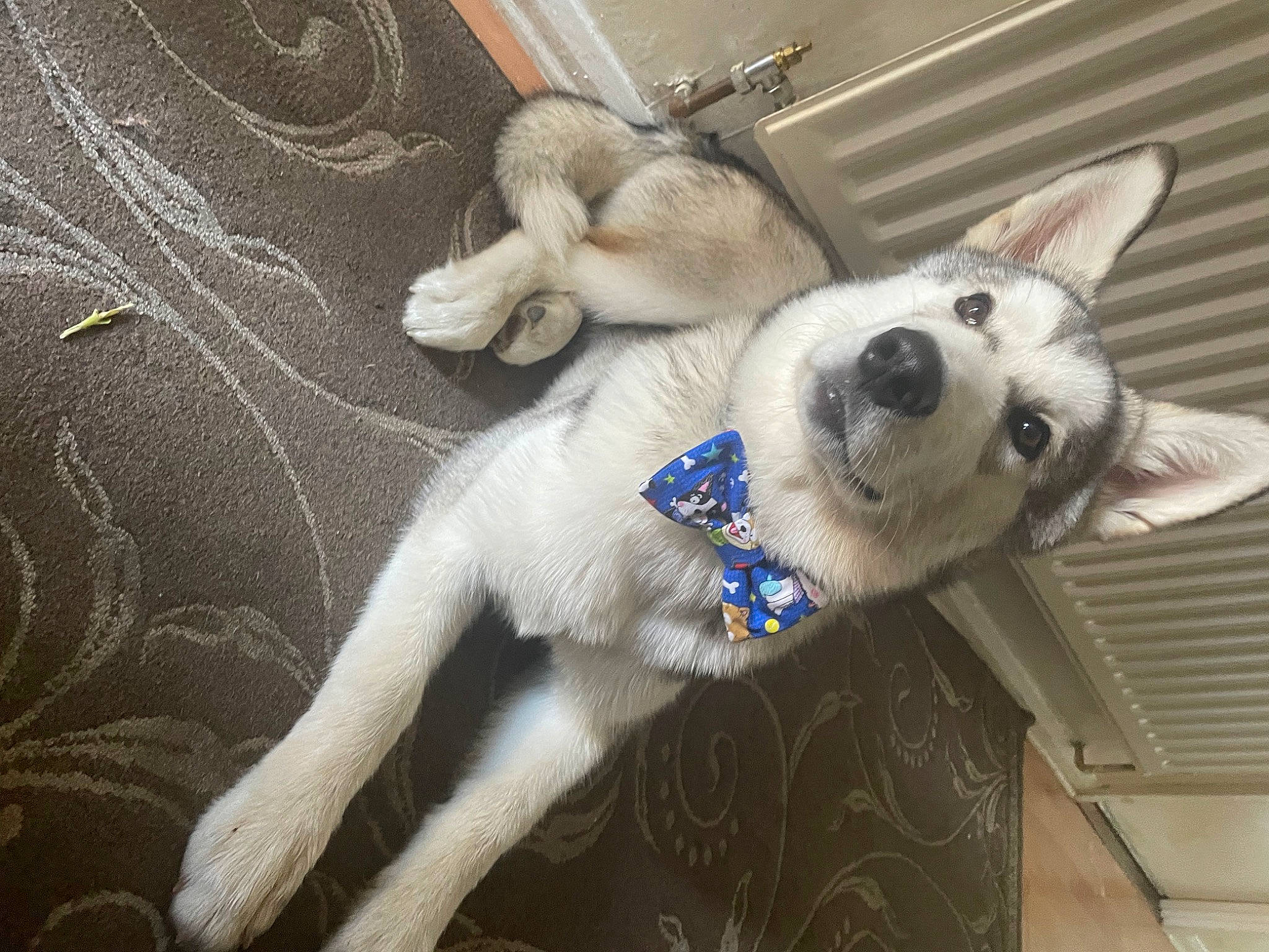 Coby joined the competition — help win amazing prizes! canidae, carnivore, collar, comfort, companion_dog, dog, dog_breed, dog_collar, fawn, foot, fur, grey, non_sporting_group, paw, sporting_group, tail, whiskers, working_animal