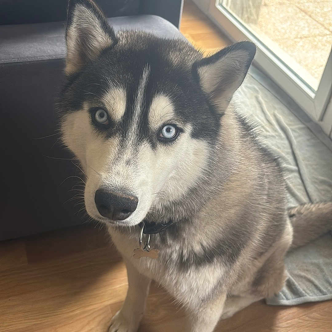 Volts a rejoint le concours — aidez-le/la à gagner de superbes lots ! animal, architecture, building, canine, chair, couch, dog, eskimodog, furniture, hardwood, husky, indoors, interiordesign, livingroom, pet, puppy, room, snout, wood