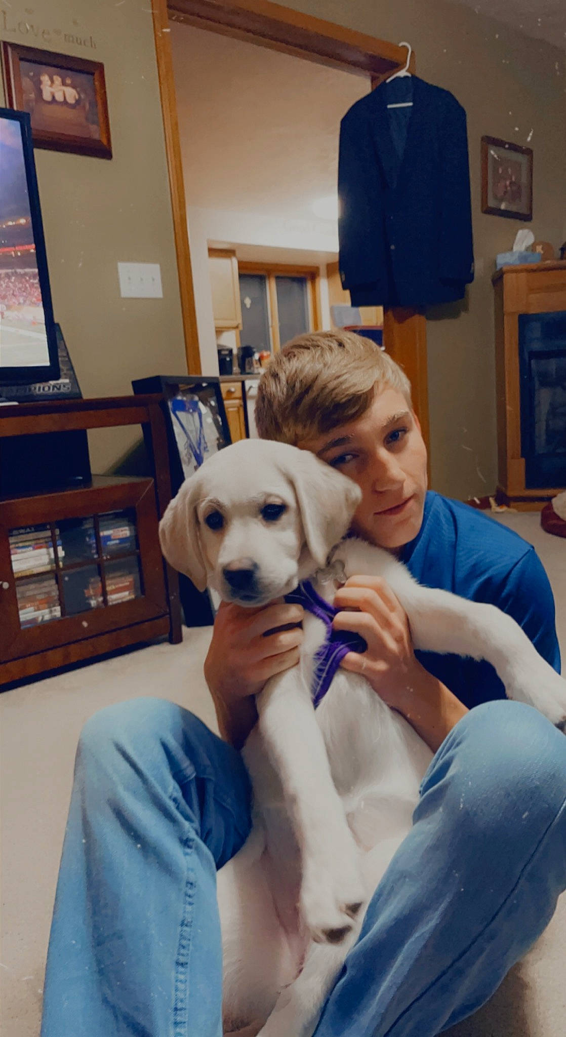 Belle Rose joined the competition — help win amazing prizes! blue, canidae, carnivore, chair, comfort, companion_dog, desk, dog, dog_breed, ear, fawn, fur, picture_frame, retriever, room, sitting, snout, sporting_group, table, television