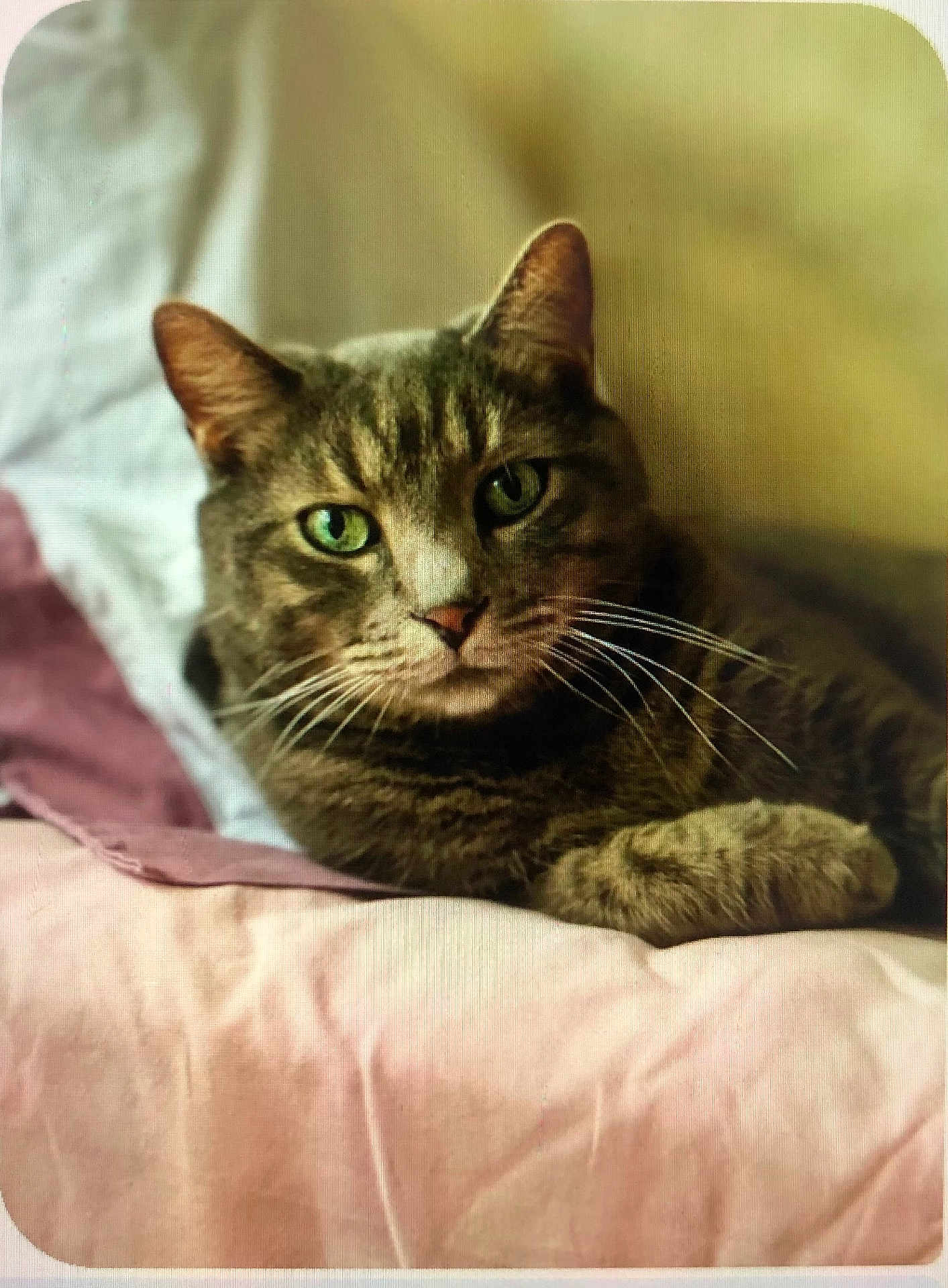 Minouche participe au concours pour gagner de l'argent avec cette photo : cat, tabby_cat, green_eyes, whiskers, fur, pet, indoor, cozy, blanket, pink, soft, relaxed, animal, cute, close_up, portrait, mammal, sleepy, resting, feline