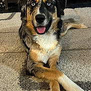 Iris is registered to the contest to win money with this photo: dog, blue_eyes, crossed_paws, carpet, indoor, pet, fur, canine, animal, laying_down, tongue_out, adorable, household, cute, muzzle, ears, portrait, resting, domestic_animal, friendly